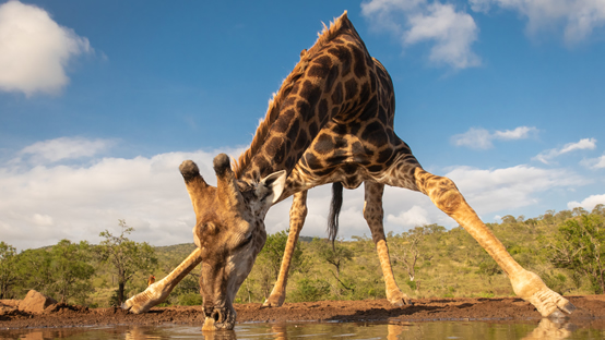 Giraffe