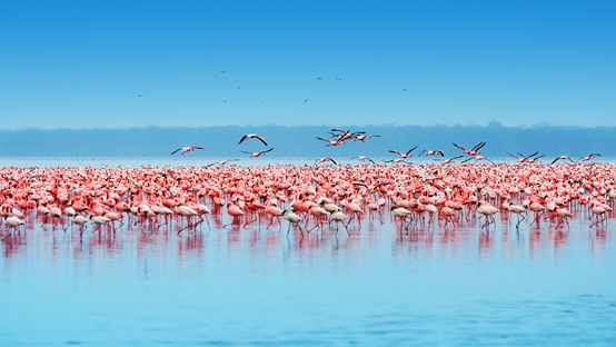 Lake Nakuru